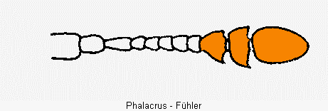 phalacrus_f.gif