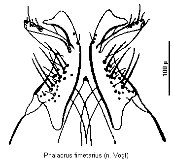phalacrus_fimetarius_ov.gif