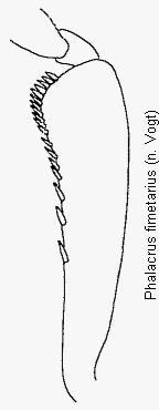 phalacrus_fimetarius_vschn.gif