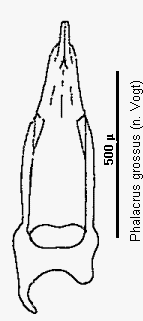 phalacrus_grossus.gif