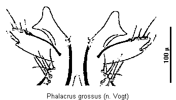 phalacrus_grossus_ov.gif