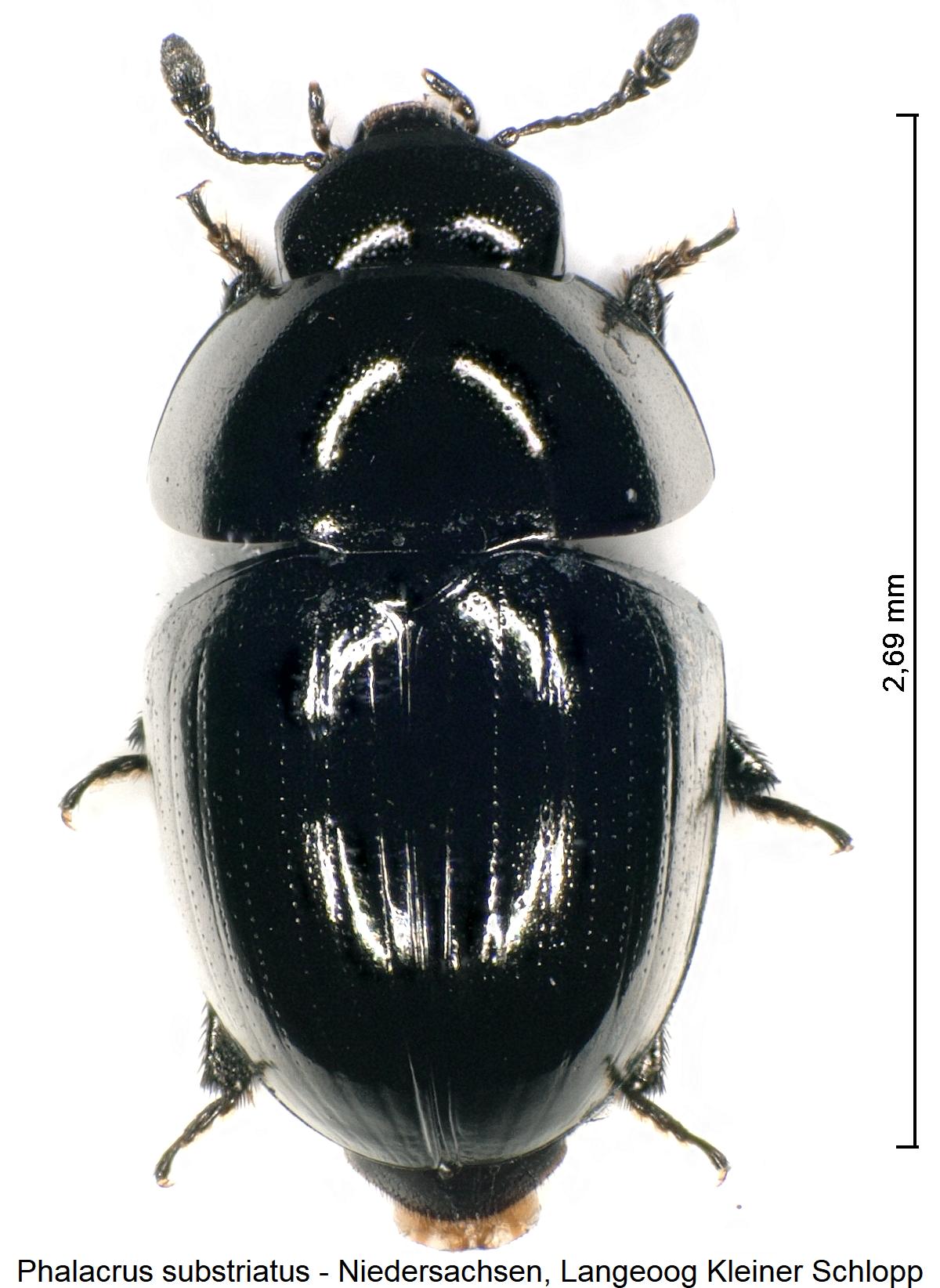 phalacrus_substriatus_hab.jpg