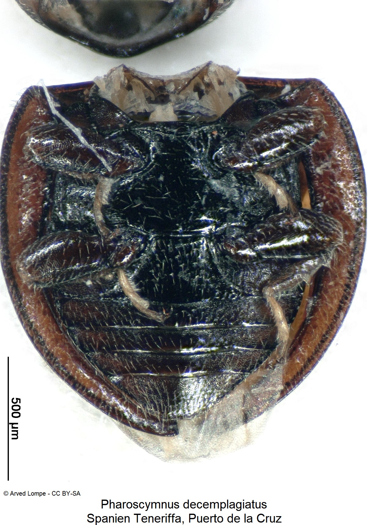 pharoscymnus_decemplagiatus_ck34373652_abd.jpg