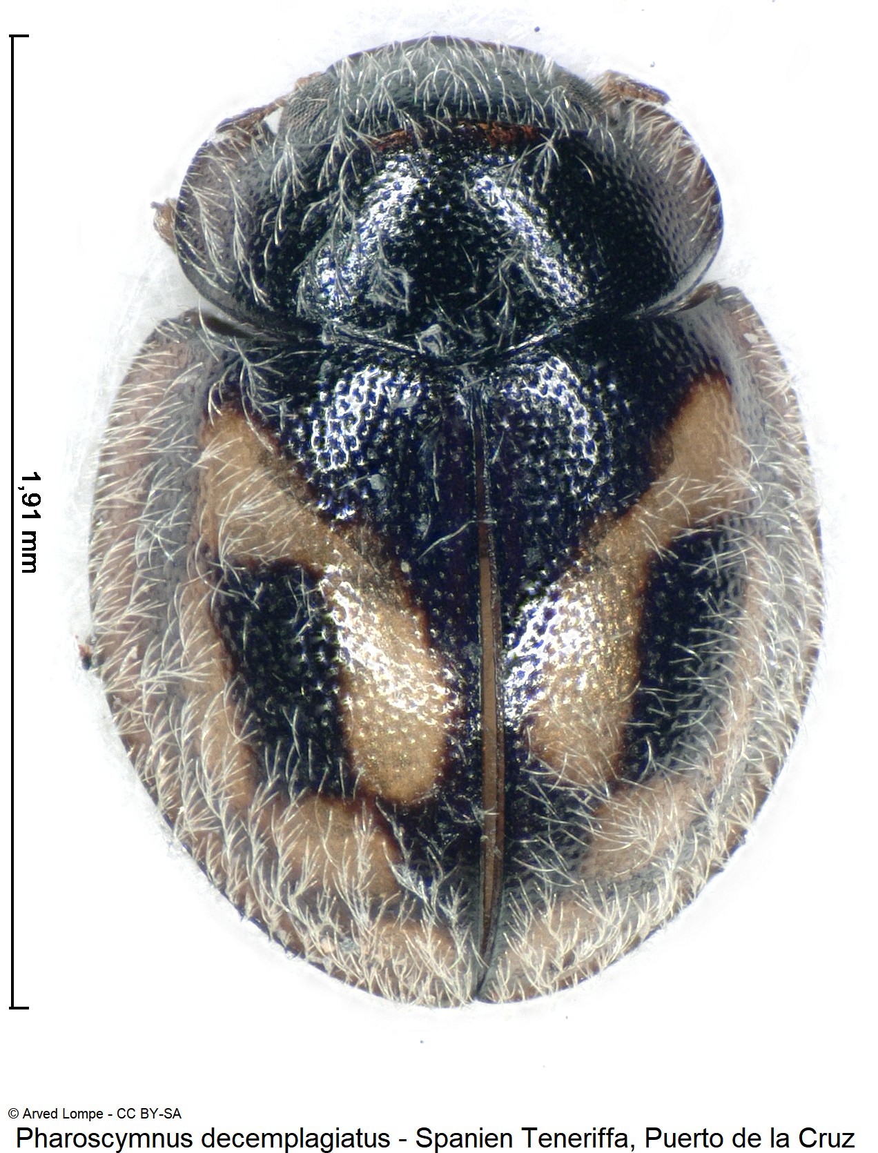 pharoscymnus_decemplagiatus_ck34373652_hab.jpg