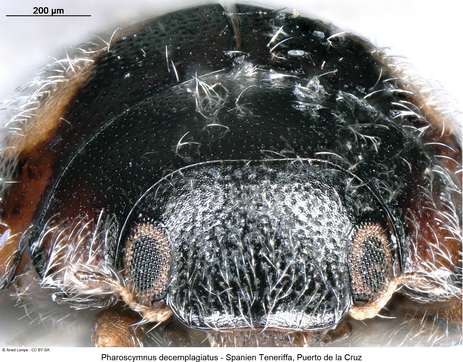pharoscymnus_decemplagiatus_ck34373652_k.jpg