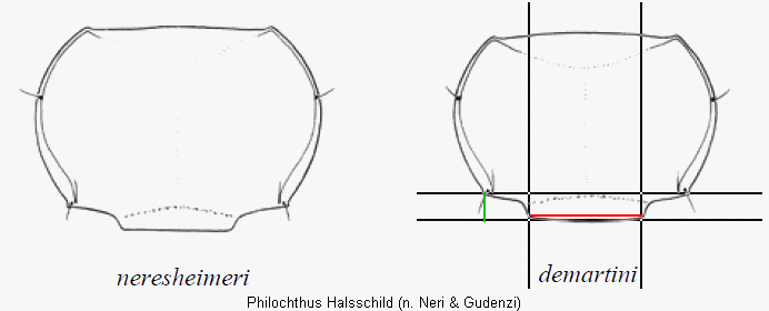 philochthus_halsschild2_hsch.gif