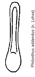 philonthus_addendus.gif
