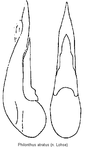 philonthus_atratus.gif