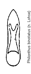 philonthus_binotatus.gif