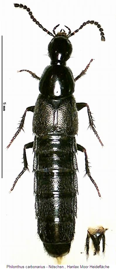 philonthus_carbonarius_hab.jpg