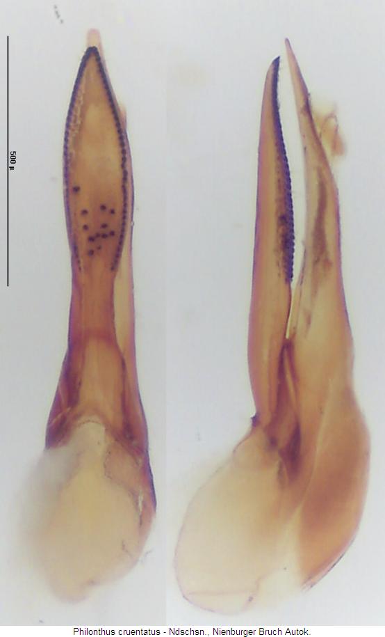 philonthus_cruentatus.jpg
