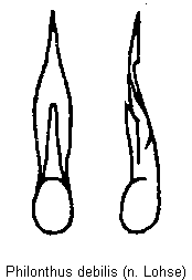 philonthus_debilis.gif