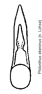 philonthus_ebeninus.gif