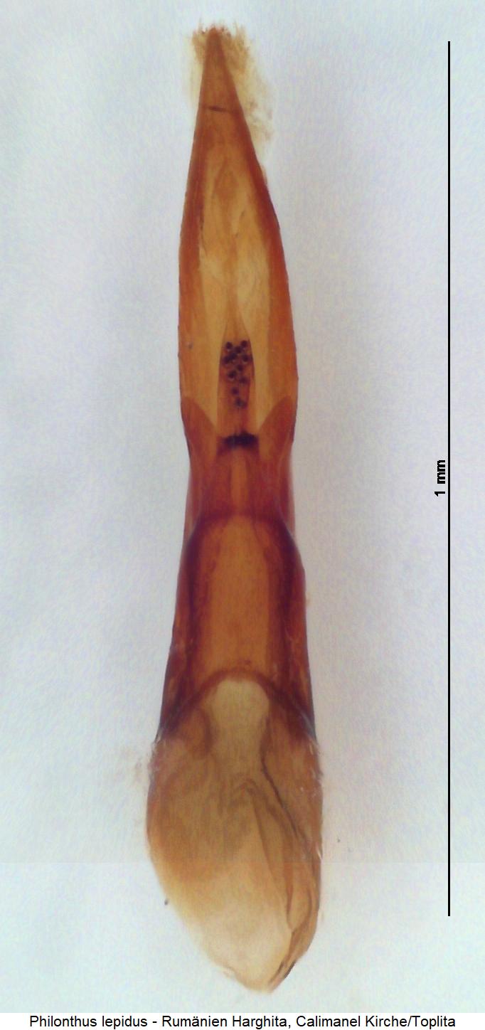 philonthus_lepidus.jpg