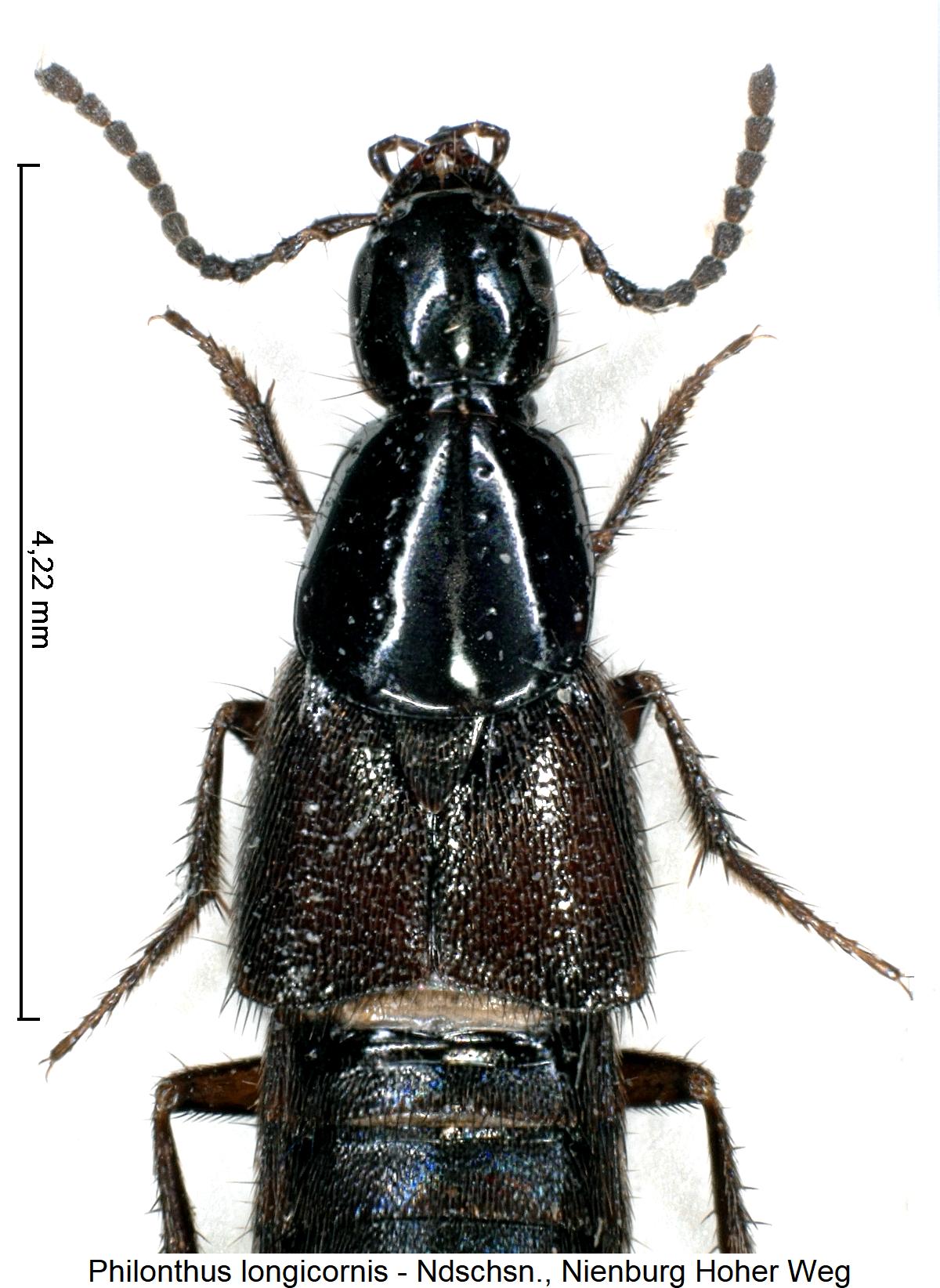 philonthus_longicornis_vk.jpg