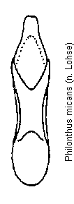 philonthus_micans.gif