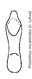 philonthus_micantoides.gif