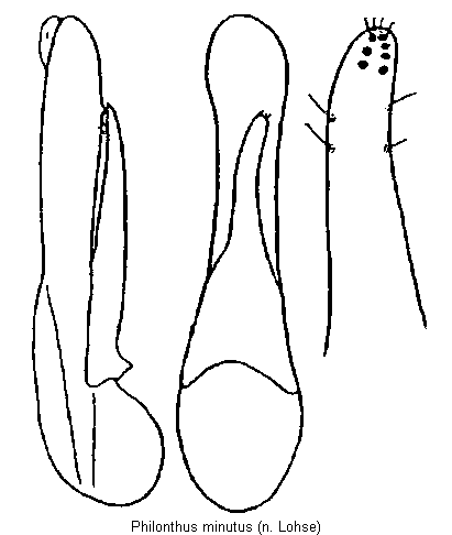 philonthus_minutus.gif