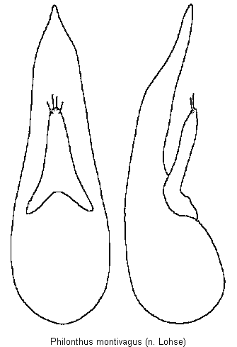 philonthus_montivagus.gif