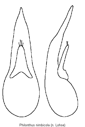 philonthus_nimbicola.gif