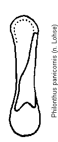 philonthus_parvicornis.gif