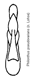 philonthus_pseudovarians.gif