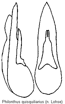 philonthus_quisquiliarius.gif