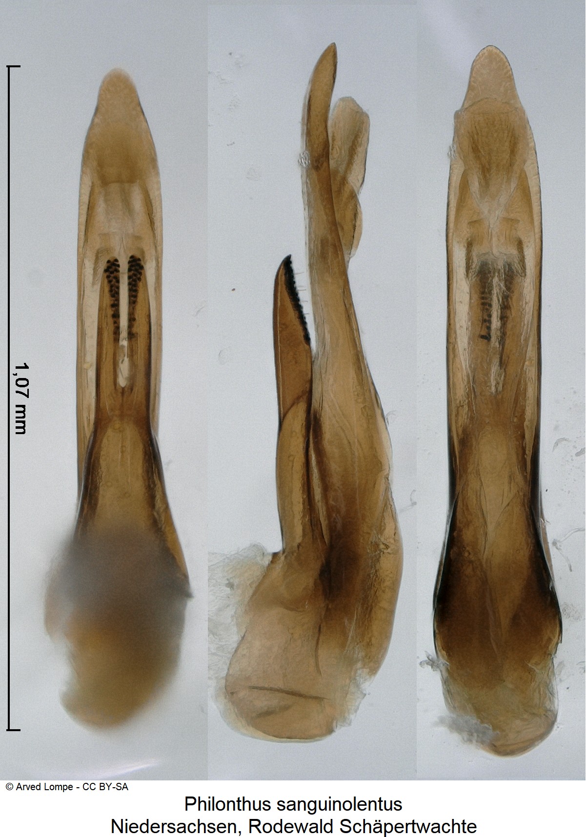 philonthus_sanguinolentus_ck37086238.jpg