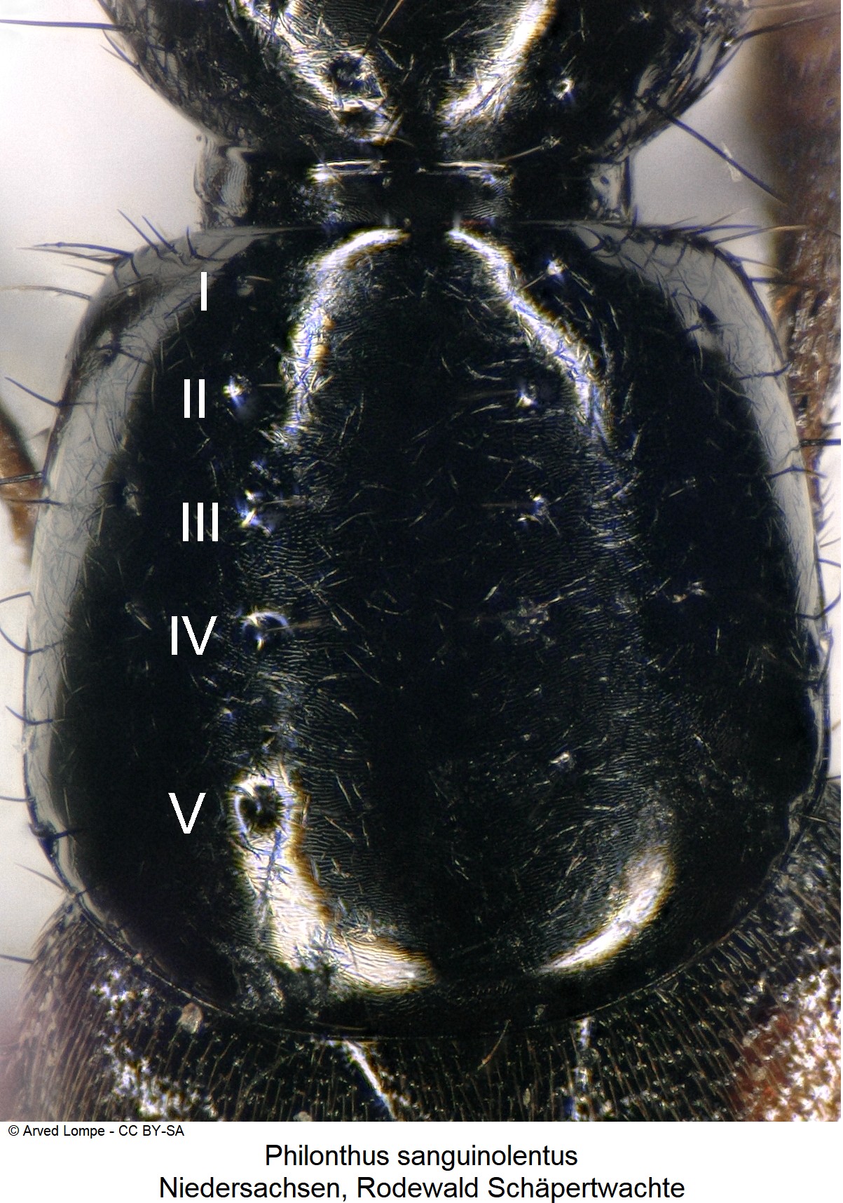 philonthus_sanguinolentus_ck37086238_hsch.jpg