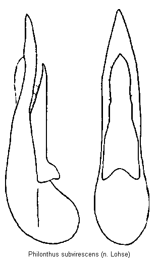 philonthus_subvirescens.gif
