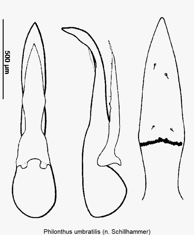 philonthus_umbratilis_ck33343244.gif