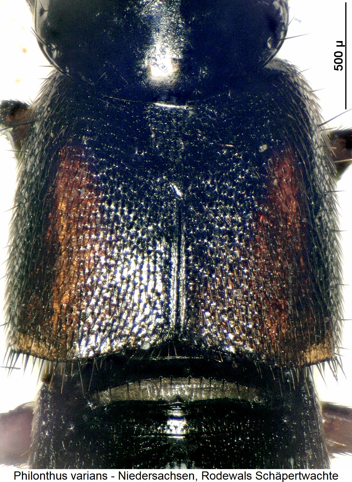 philonthus_varians_fld.jpg