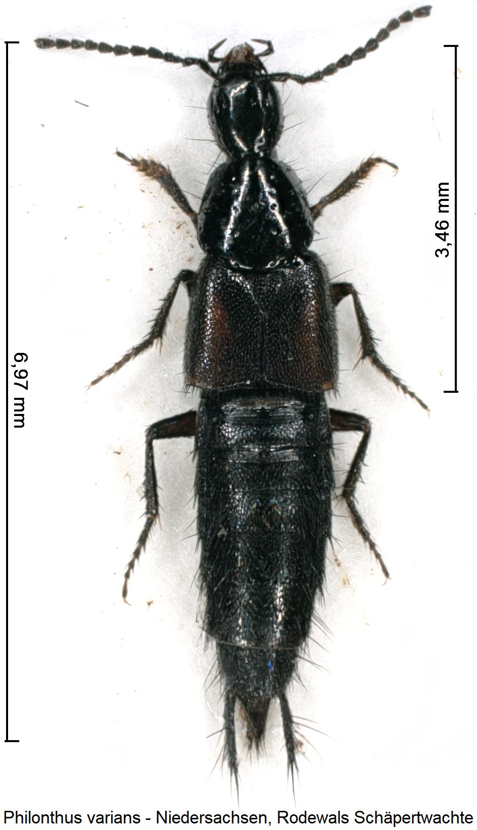 philonthus_varians_hab.jpg
