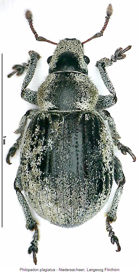 philopedon_plagiatus_hab.jpg