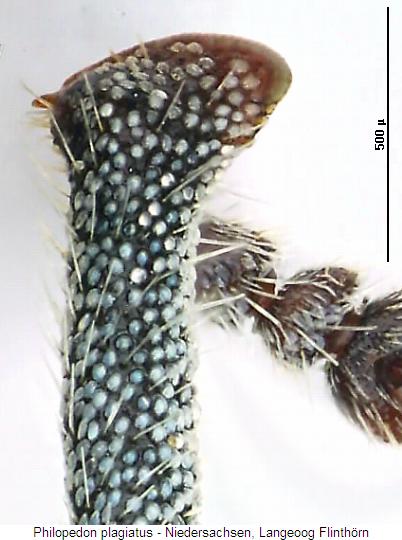 philopedon_plagiatus_vschn.jpg