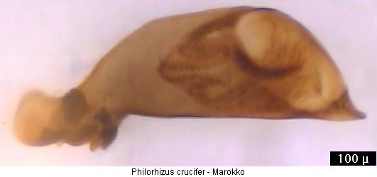 philorhizus_crucifer.jpg