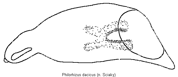 philorhizus_dacicus.gif