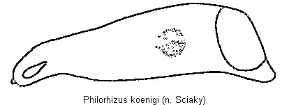philorhizus_koenigi.gif