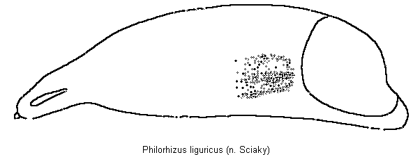 philorhizus_liguricus.gif