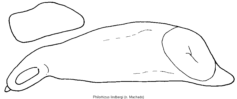 philorhizus_lindbergi.gif