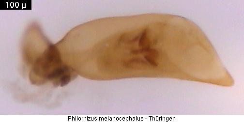 philorhizus_melanocephalus.jpg
