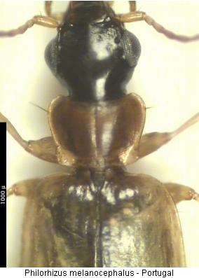 philorhizus_melanocephalus_vk.jpg