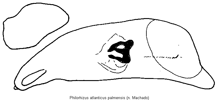 philorhizus_palmensis.gif