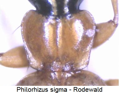 philorhizus_sigma_hsch.jpg