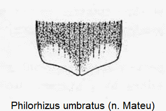 philorhizus_umbratus_dec.gif