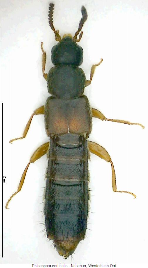phloeopora_corticalis_hab.jpg