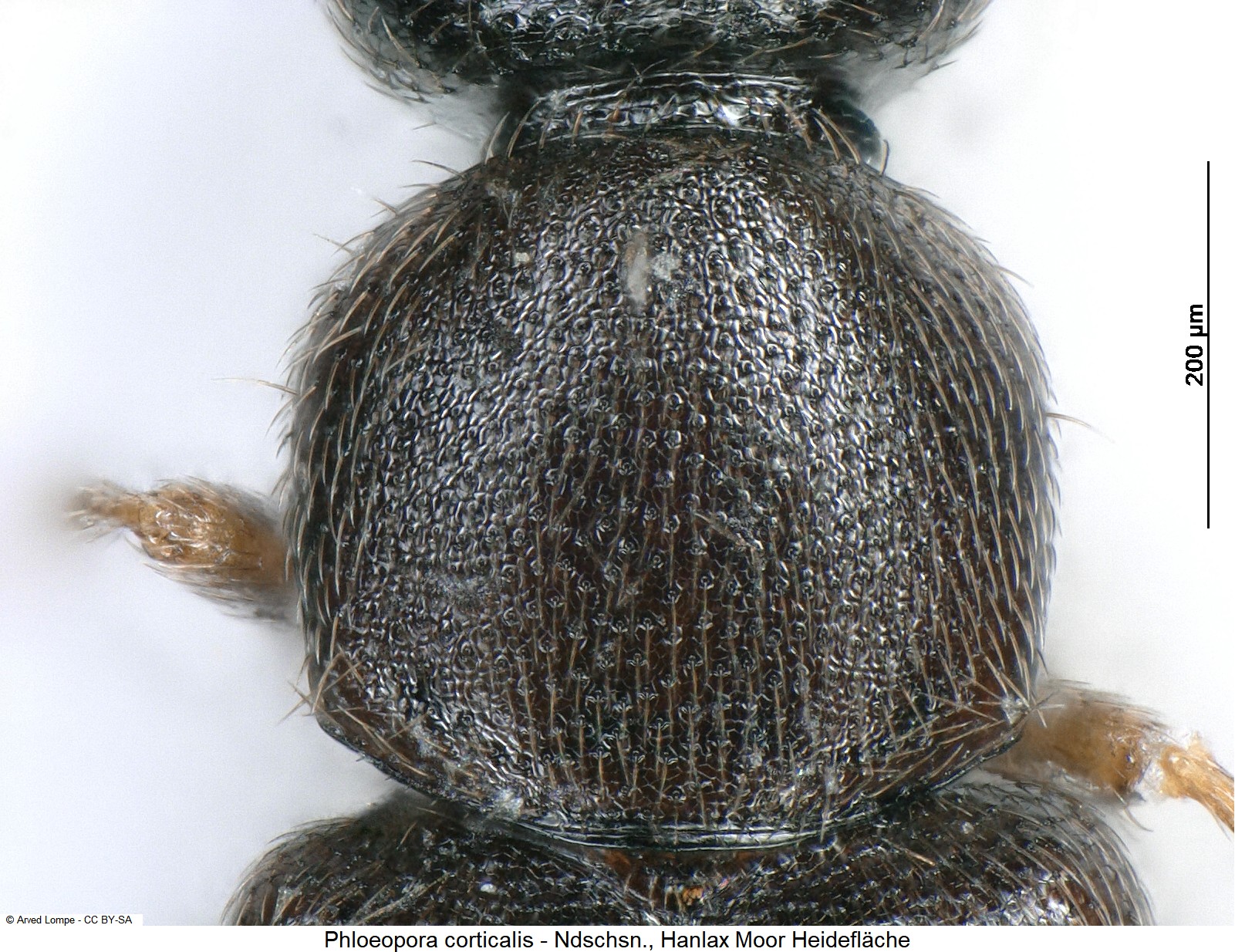 phloeopora_corticalis_hsch.jpg