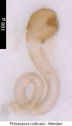phloeopora_corticalis_sperm.jpg
