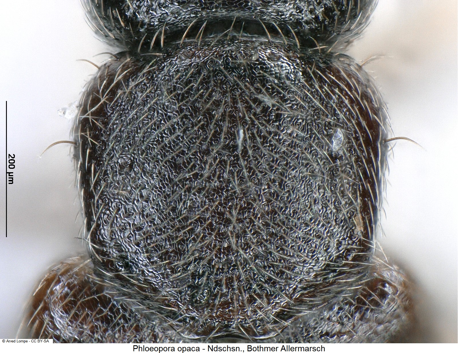 phloeopora_opaca_ck5840_hsch.jpg