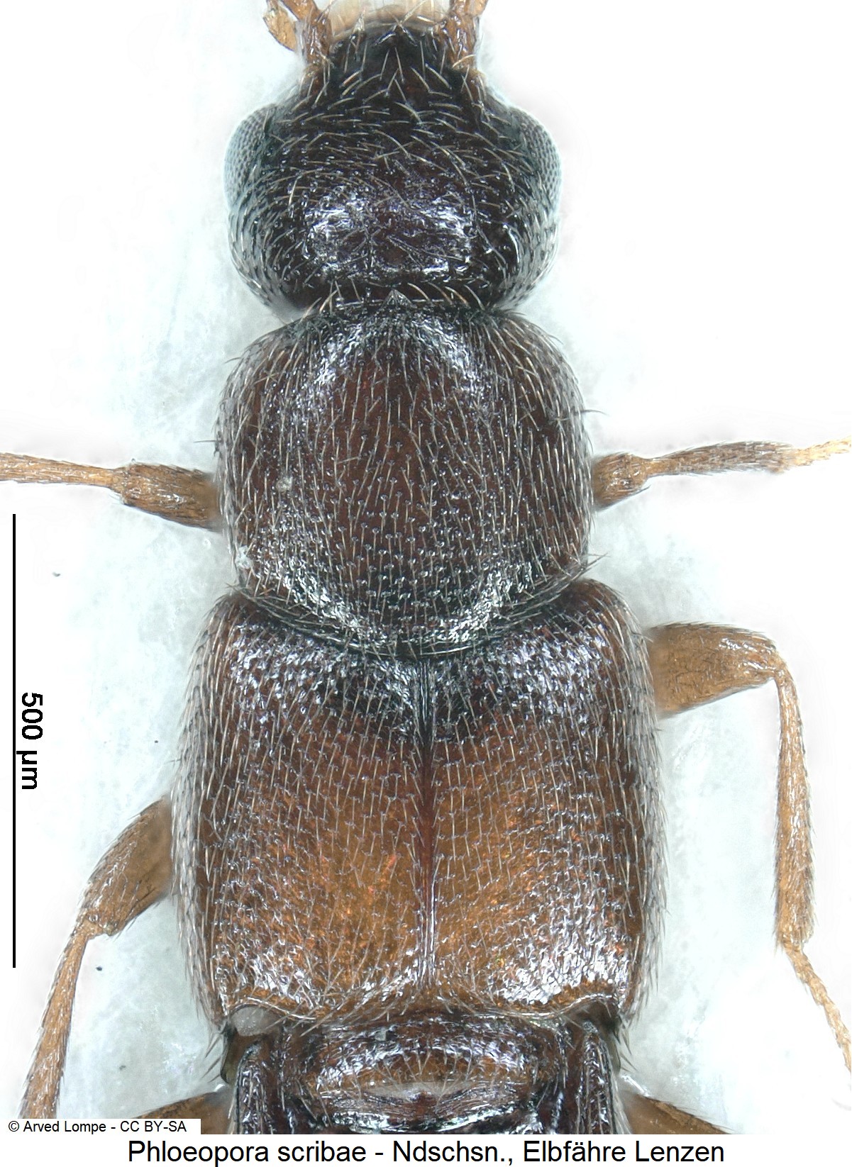 phloeopora_scribae_ck5839_vk.jpg